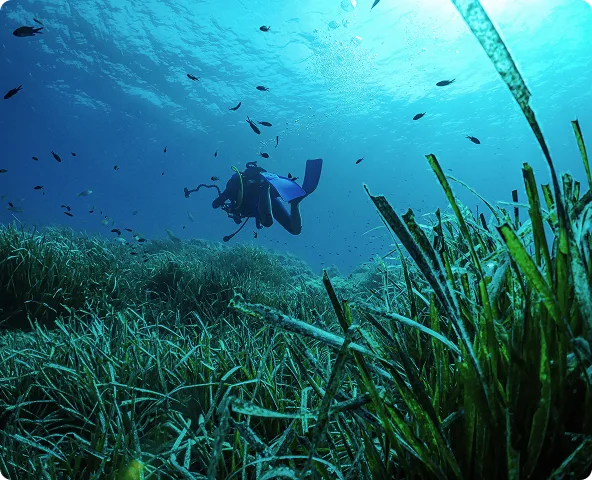 Imagen de la posidonia: proyecto de sostenibilidad.